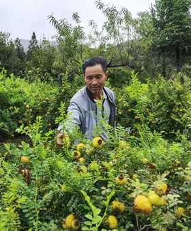 貴州黔南：生態(tài)刺梨迎豐收 百姓增收喜開顏