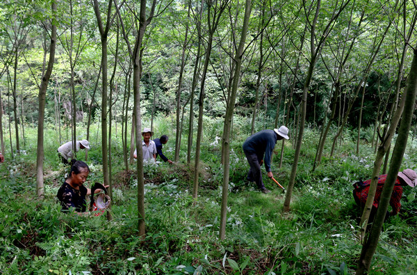 村民在給黃柏樹除草。