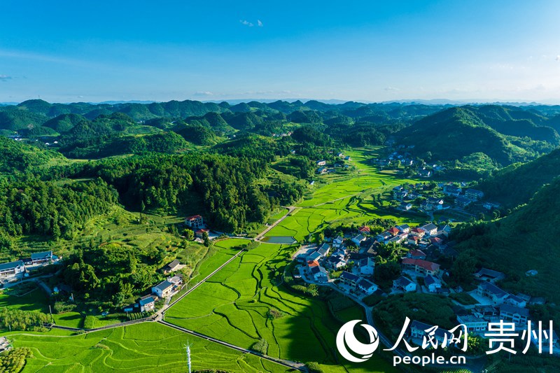 航拍花茂村的稻田與民居。人民網(wǎng) 涂敏攝