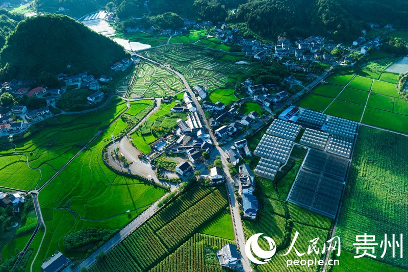 航拍花茂村的稻田與高效農(nóng)業(yè)種植大棚。人民網(wǎng) 涂敏攝