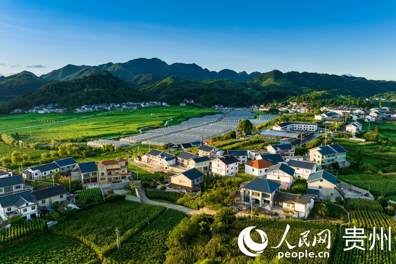 花茂村的民居、高效農(nóng)業(yè)種植大棚與稻田沐浴在夕陽之下。人民網(wǎng) 涂敏攝