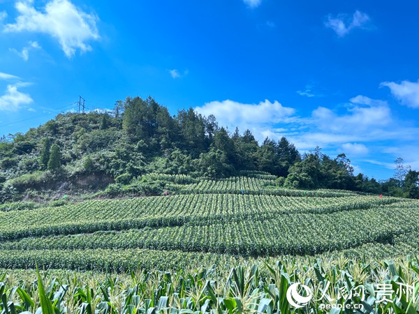 鮮食玉米標準化生產(chǎn)示范基地。人民網(wǎng) 陳潔泉攝