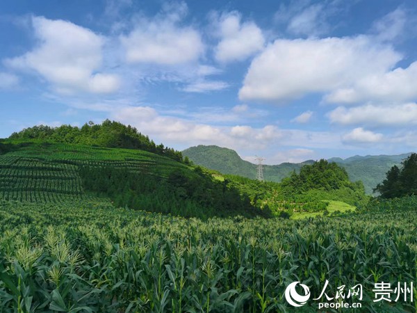 茅石鎮(zhèn)鮮食玉米凈作小面積超高產(chǎn)示范基地。人民網(wǎng)  陳潔泉攝