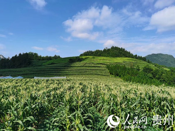 茅石鎮(zhèn)鮮食玉米凈作小面積超高產(chǎn)示范基地。人民網(wǎng)  陳潔泉攝