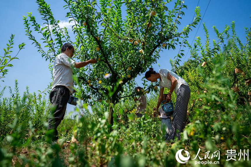 孫源才一家正在李園內(nèi)為慕名而來的游客采摘金秋李。人民網(wǎng) 涂敏攝