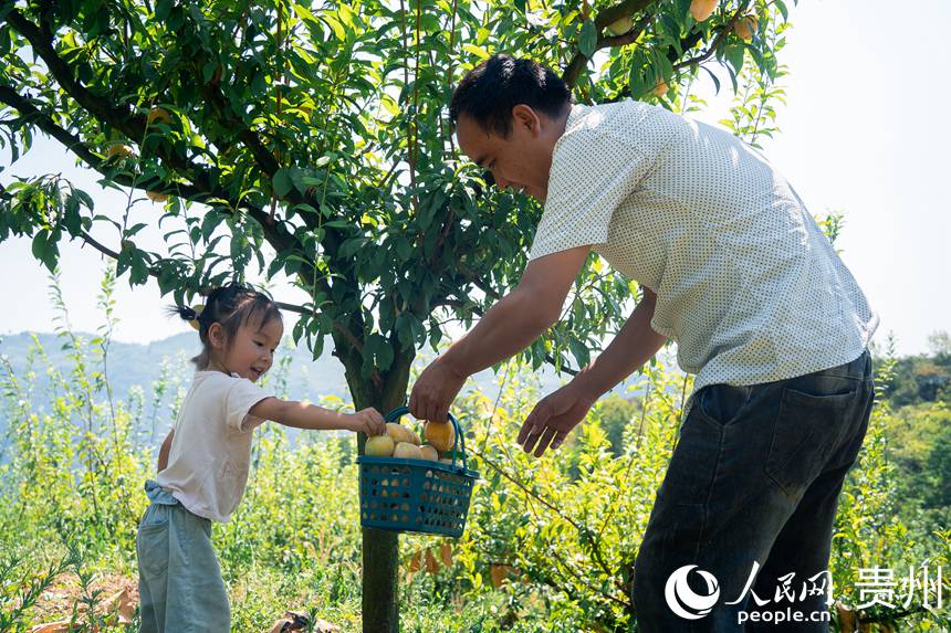 孫源才和他的女兒為游客采摘金秋李。人民網(wǎng) 涂敏攝