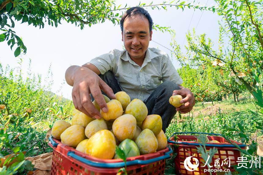 孫源才為游客挑選品相好的金秋李。人民網(wǎng) 涂敏攝