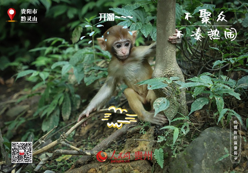 嚇！那邊猴好多，趕緊趕緊溜