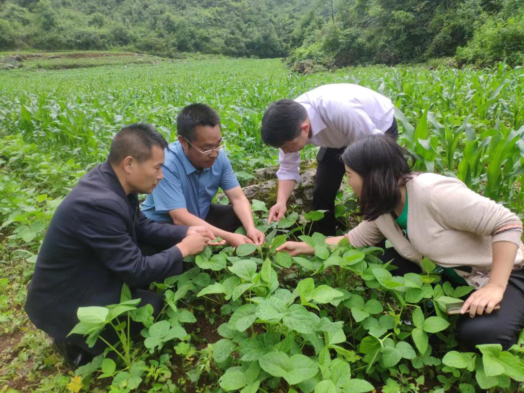 各類農技人員下沉田間地頭服務農業(yè)產業(yè)發(fā)展。貴陽農業(yè)農村局供圖