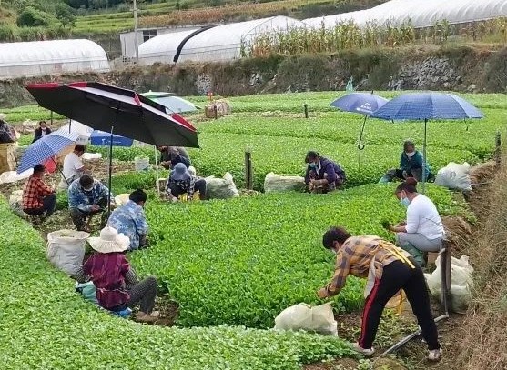 觀山湖區(qū)朱昌鎮(zhèn)茶飯村速生蔬菜基地采摘現場。觀山湖區(qū)融媒體中心供圖