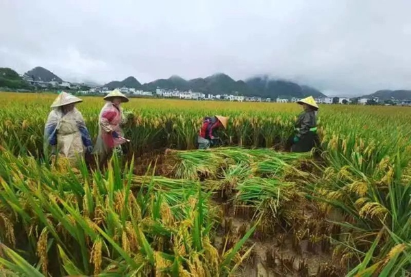 1.由貴州省農(nóng)業(yè)農(nóng)村廳省級水稻高產(chǎn)“揭榜掛帥”團(tuán)隊(duì)在黔西南州興義市實(shí)施的水稻超高產(chǎn)示范田最高畝產(chǎn)達(dá)1154.68公斤，再創(chuàng)貴州省水稻高產(chǎn)新紀(jì)錄。貴州省農(nóng)業(yè)農(nóng)村廳供圖