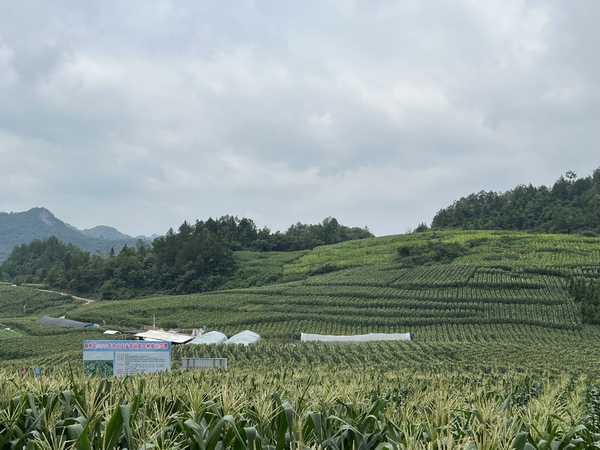 2.桐梓縣茅石鎮(zhèn)團(tuán)結(jié)村大豆玉米種植示范基地。彭光杰攝