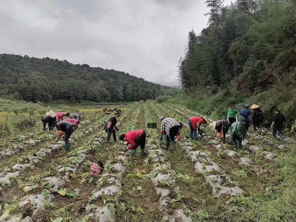 農(nóng)戶正在移栽速生蔬菜。