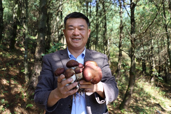 陳榜軍采收赤松茸。