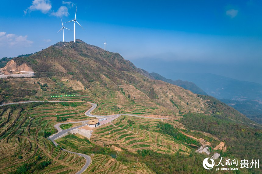 航拍貴州省黔西南州普安縣地瓜鎮(zhèn)屯上村白葉一號(hào)感恩茶園。人民網(wǎng)記者 涂敏攝