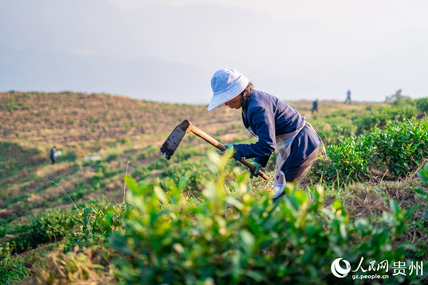 村民們在白葉一號感恩茶園內(nèi)勞作。人民網(wǎng)記者 涂敏攝