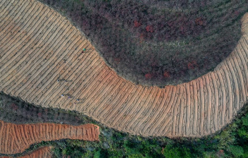 12月5日，村民在太子參種植基地整理苗床（無人機(jī)照片）。