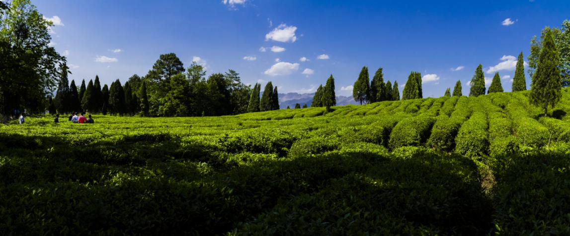 水城區(qū)龍場鄉(xiāng)有機(jī)茶園。