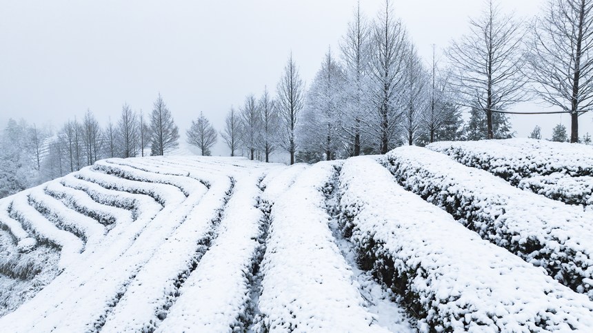 2022年12月28日，遵義市湄潭縣象山茶博公園雪景。羅德雄攝