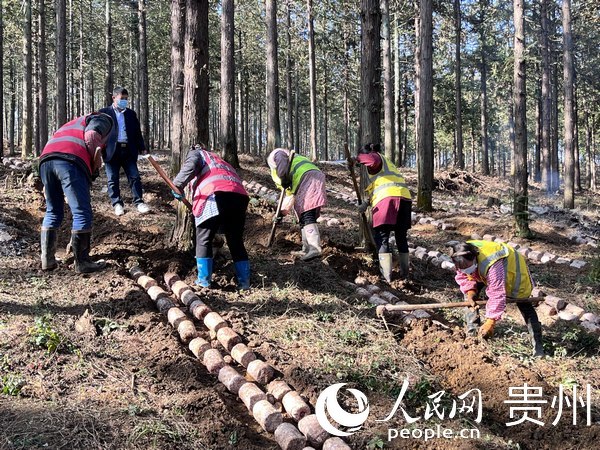 2023年貴陽(yáng)貴安林下紅托竹蓀種植進(jìn)行中。人民網(wǎng) 陳潔泉攝