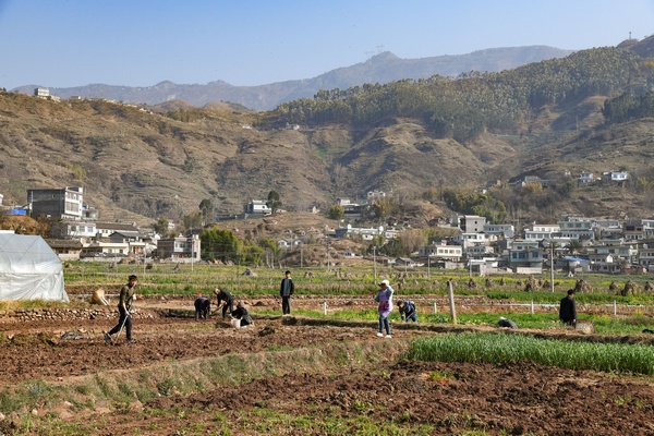 2月6日，威寧縣金鐘鎮(zhèn)夸都社區(qū)群眾在田間地頭忙活種植早熟玉米。趙慶能攝