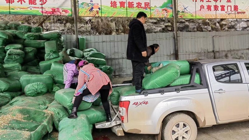 前來(lái)交售牧草成品的農(nóng)戶(hù)、商戶(hù)絡(luò)繹不絕  黃春蘭 攝.jpg