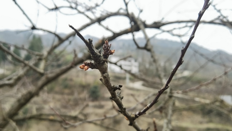 蜜李種植樹枝 姜繼恒 攝.jpg