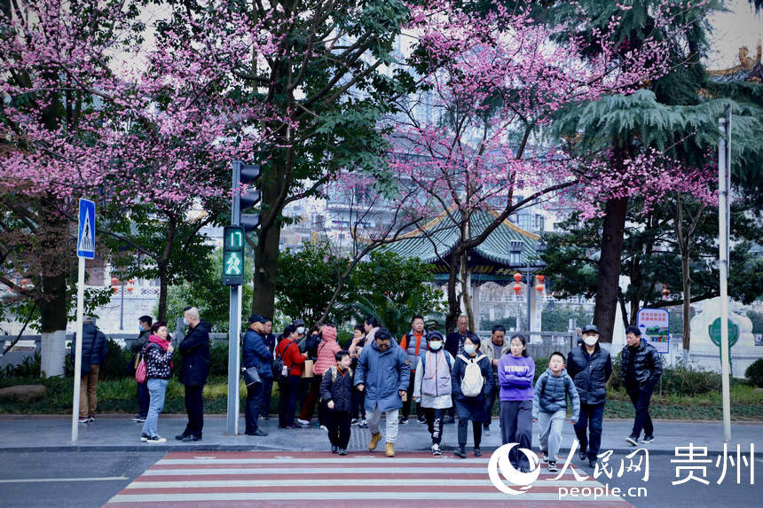 2月24日，市民在開(kāi)滿(mǎn)春花的紅綠燈路口過(guò)馬路。人民網(wǎng) 顧蘭云攝