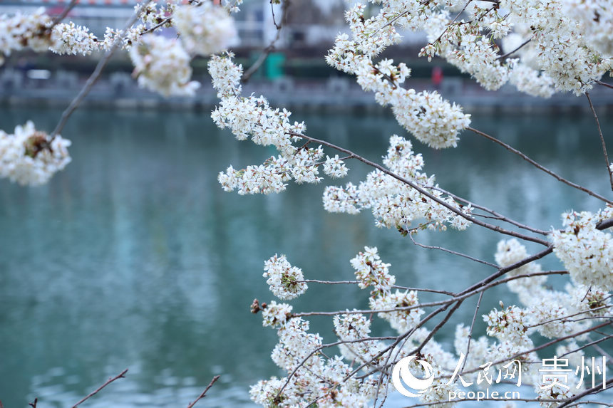 2月24日拍攝的已綻放的“春花”。人民網(wǎng) 顧蘭云攝