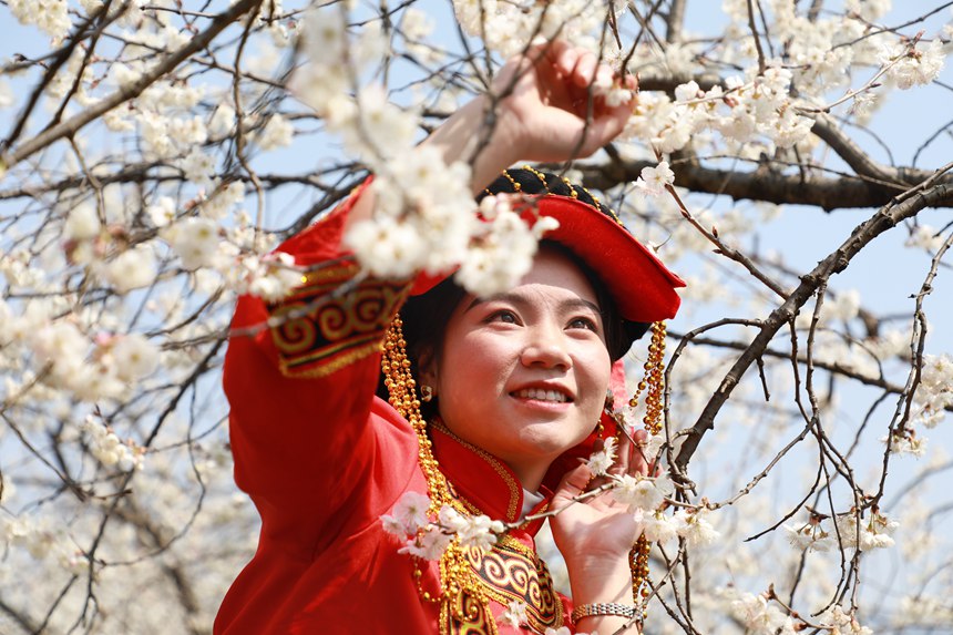 2月27日，一名彝族同胞在貴州省大方縣貓場鎮(zhèn)櫻桃種植基地賞景打卡。周訓(xùn)貴攝