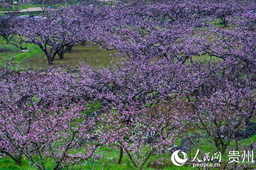 漫山遍野的桃花爭(zhēng)相綻放。人民網(wǎng)  陽(yáng)茜攝