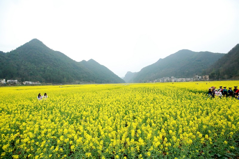 油菜花開。陳勝剛攝