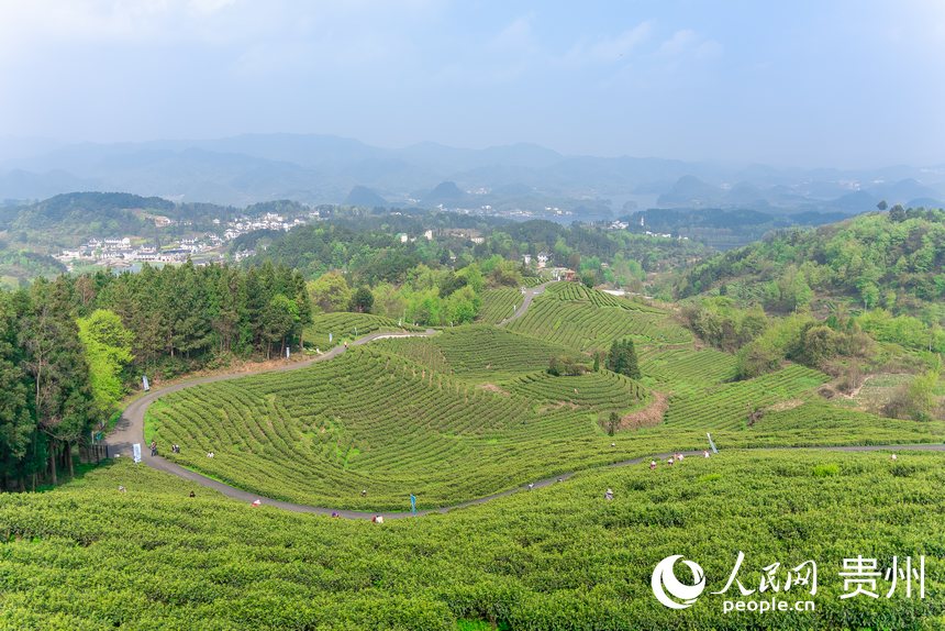 貴陽市觀山湖區(qū)朱昌鎮(zhèn)高寨村神鵲茶場。人民網(wǎng)記者 涂敏攝