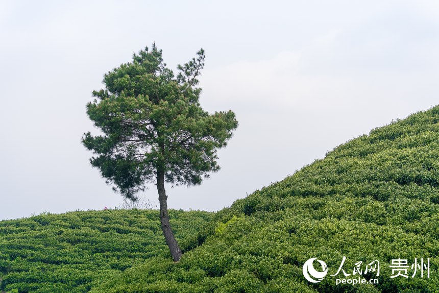 神鵲茶場(chǎng)一角。人民網(wǎng)記者 涂敏攝