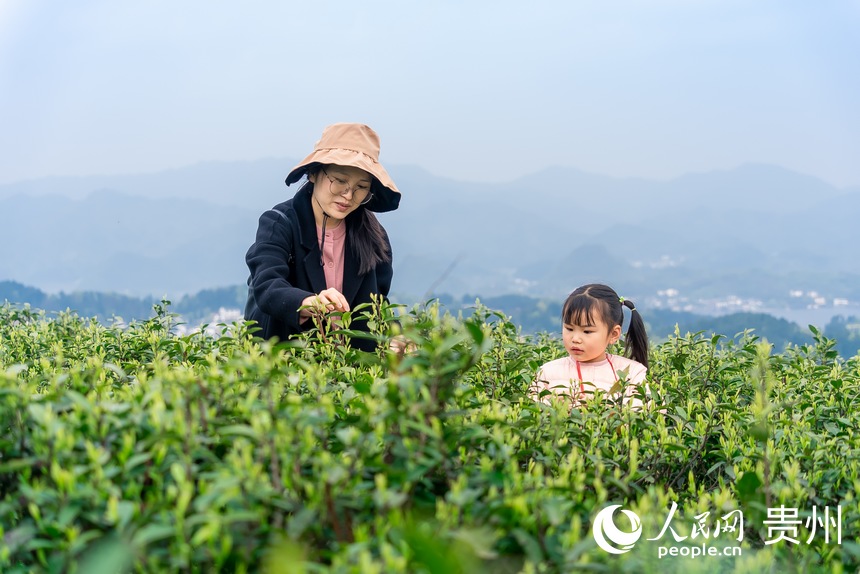 游客在茶園內(nèi)體驗(yàn)采茶。人民網(wǎng)記者 涂敏攝