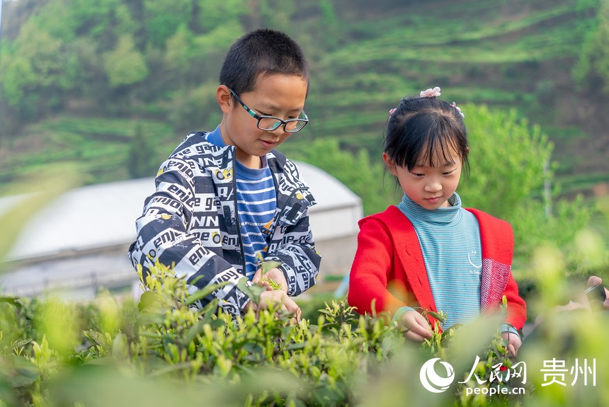 小朋友在茶園內(nèi)體驗(yàn)采茶。人民網(wǎng)記者 涂敏攝