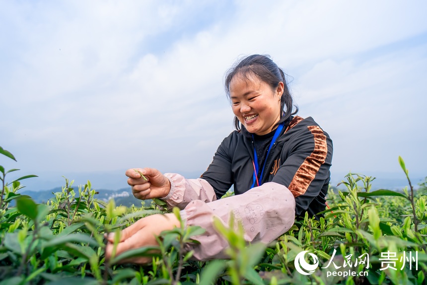 采茶工在茶園內(nèi)采茶。人民網(wǎng)記者 涂敏攝