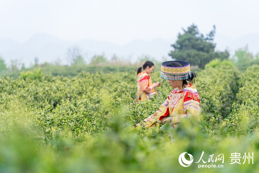 身著苗族特色服飾的游客體驗(yàn)采茶。人民網(wǎng)記者 涂敏攝