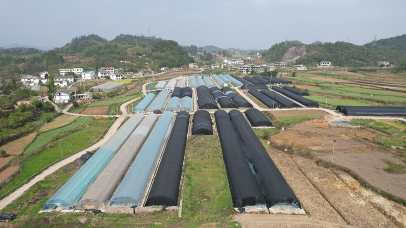 果蔬產(chǎn)業(yè)基地 姜繼恒 攝.jpg