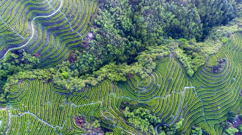 航拍霧翠茗香茶園.jpg