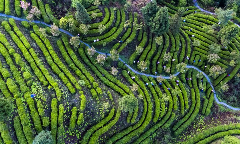 清晨，農(nóng)民在霧翠茗香茶園采茶青.jpg