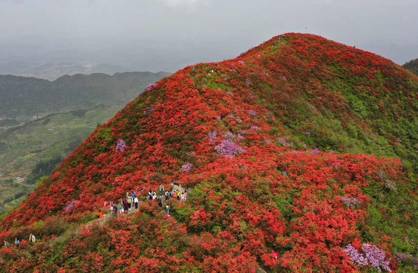 4月29日，游人在貴州省黔東南州丹寨縣龍泉山杜鵑花叢中觀賞游玩。