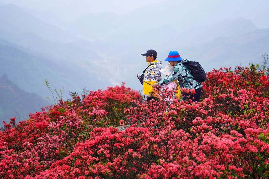 4月29日，游人在貴州省黔東南州丹寨縣龍泉山杜鵑花叢中觀賞游玩。