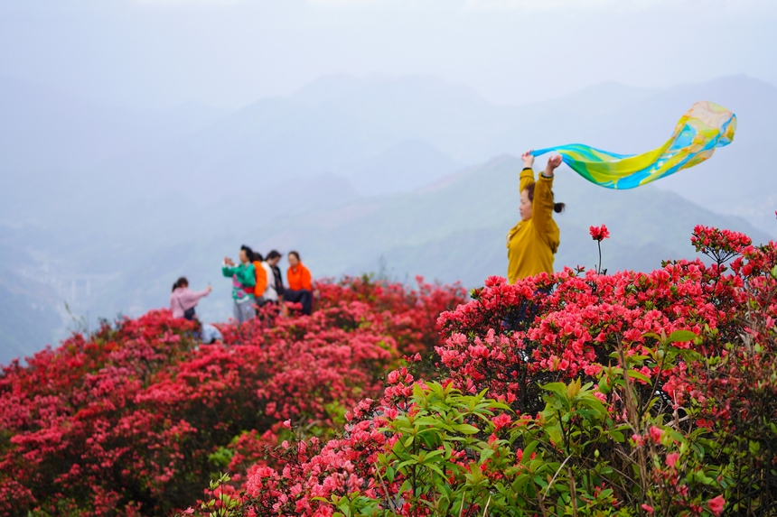 4月29日，游人在貴州省黔東南州丹寨縣龍泉山杜鵑花叢中觀賞游玩。