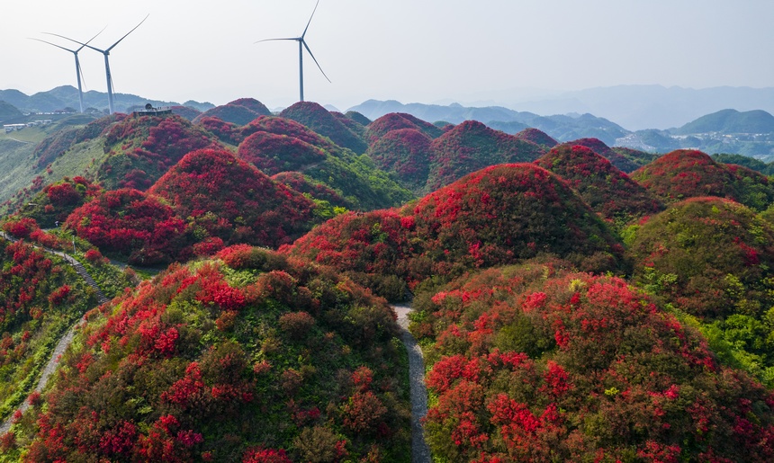 漫山杜鵑開，花海迎客來。朱小松攝