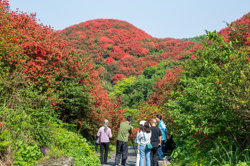 漫山杜鵑開，花海迎客來。唐正攝