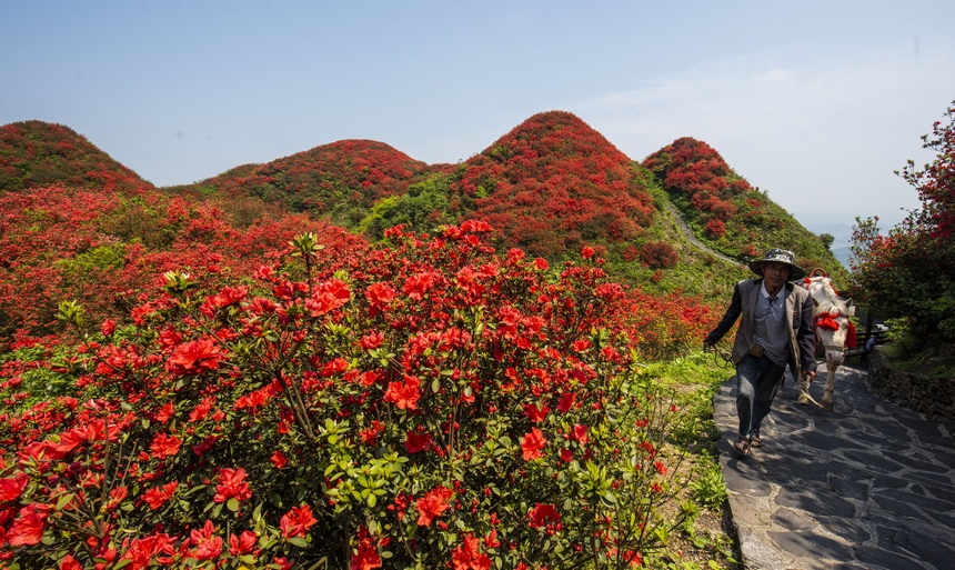 漫山杜鵑開，花海迎客來。朱小松攝