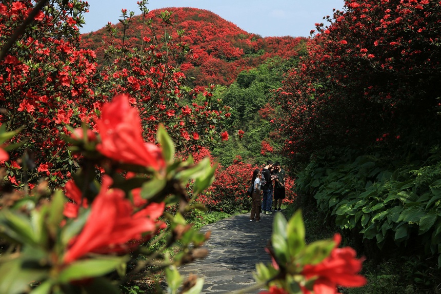 漫山杜鵑開，花海迎客來。李仁軍攝