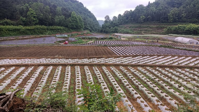 修文縣六屯鎮(zhèn)陸豐村辣椒苗正在移栽。