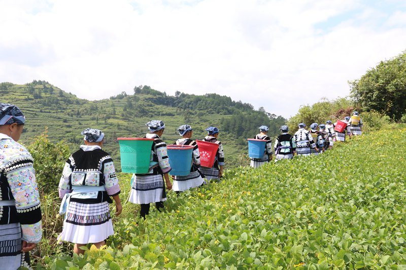 王卡村村民在“六月六”前夕上山采藥。圖片由福泉市融媒體中心提供